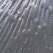 Tree Of Life Magnetic Brooch